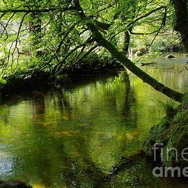 Green Reflections On River Fowey, Cornwall, UK by Lesley Evered