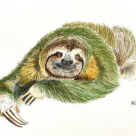 Green Sloth Portrait  by Graham Wallwork