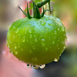 Green Tomato with Rain Drops  by Lyudmyla Melnyk