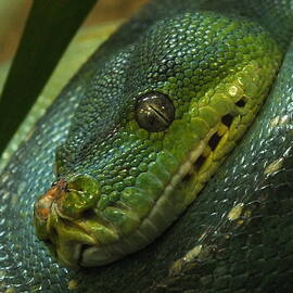 Green Tree Python Curled Up by James Dower