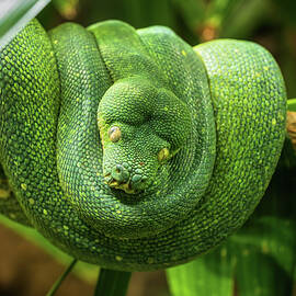 Green Tree Python On Tree Branch by Artur Bogacki