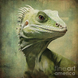 Green Vintage Lizard by Elisabeth Lucas