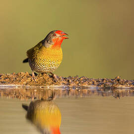 Green-winged Pytilia with Reflection by Robert Goodell