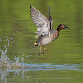 Green-winged Teal 0424-040221-2 by Tam Ryan