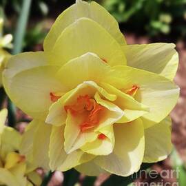 Greet Spring With A Daffodil by Marcus Dagan