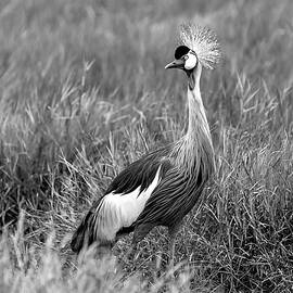 Grey-crowned Crane BW by Eric Albright
