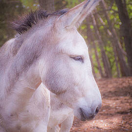 Grey Donkey by Chriskoool