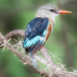Grey-Headed Kingfisher Tanzania Africa by Joan Carroll