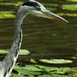 Grey Heron Fishing in a Pond by James Dower