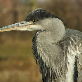 Grey Heron Having Abandoned Launch by James Dower