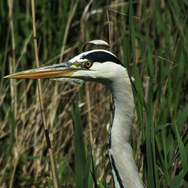 Grey Heron in the Reeds 2 by James Dower