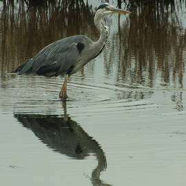 Grey Heron Self Reflection 1 by James Dower