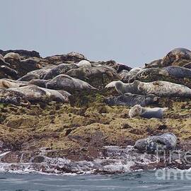 Grey Seals On Farne Islands, off Northumberland, UK by Lesley Evered
