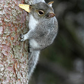 Grey squirrel holding food in mouth by Nadine Mot Mitchell