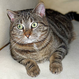 Grey Tabby Cat by Sally Weigand