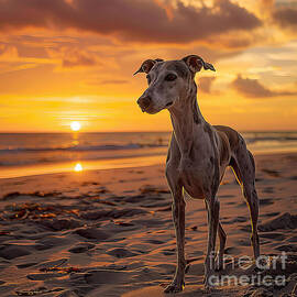 Greyhound Sunset by Elisabeth Lucas