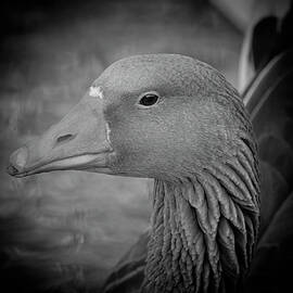 Greylag Goose - Black and White by Chad Meyer