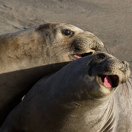 Grinning Elephant Seals  by Kathleen Bishop