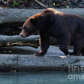 Grizzly Bear Toba River Valley British Columbia 13 by Bob Christopher