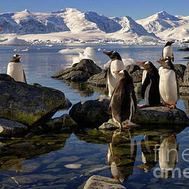 Group of Gentoo Penguins in Antarctica with Snowy Mountain Backdrop by Tom Schwabel