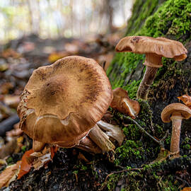 Group of Mushrooms Grows on a Tree Trunk