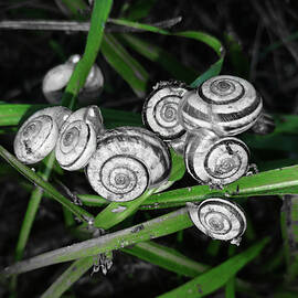 Grove snail group in the grass - black and white with isolated green color photo by Nicko Prints
