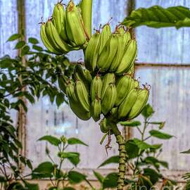 Growing Bananas  by Karen Silvestri