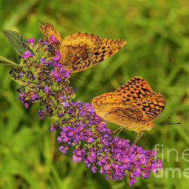 Varigated Fritilliary Duo by Barbara Bowen