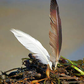 Gull Feathers In Seaweed