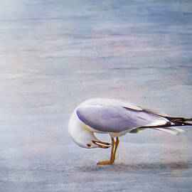 Gull - Where is It? by Patti Deters