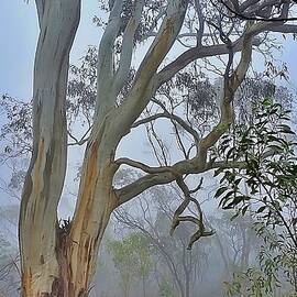Gum Tree in the Mist by Louise Merigot