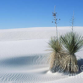 Gypsum Dunes and Yucca by Sandra Bronstein