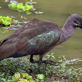 Hadeda Ibis