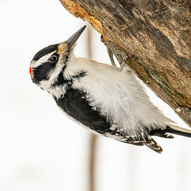 Hairy Woodpecker In Winter #2 by Morris Finkelstein