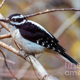 Hairy Woodpecker Perched by Mike Dawson