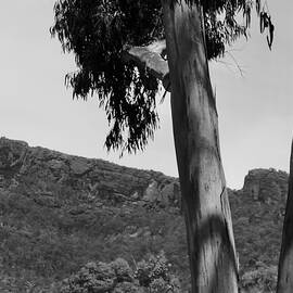 Halls Gap To The Grampians by Lee Stickels