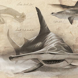 Hammerhead Study Sheet by Steve Goad