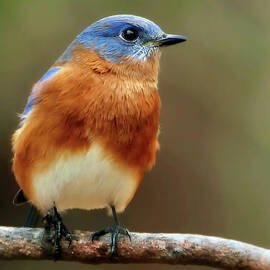 Handsome Eastern Bluebird by Tina LeCour