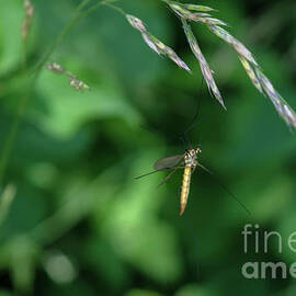 Hanging Crane Fly by Michelle Meenawong