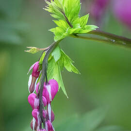 Hanging Dicentra Bleeding Heart Flowers by Patti Deters