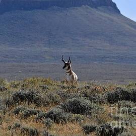 Hanging Out by the Butte by Bobbie Moller