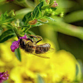 Happy Honeybee by Kay Brewer