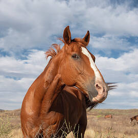 Happy Horse in Warner Springs by William Dunigan