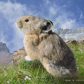 Happy Pika by R christopher Vest