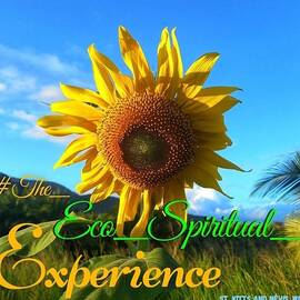 Happy Sunflower by Esoteric Gardens KN