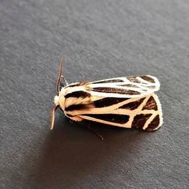 Harnessed Tiger Moth Close-up by Les Classics