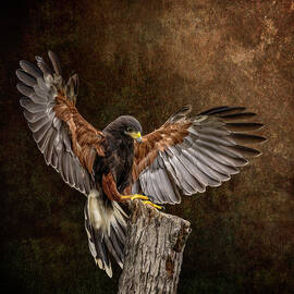 Harris's Hawk Portrait by Pat Eisenberger