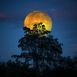 Harvest Moon in the Everglades by Mark Andrew Thomas