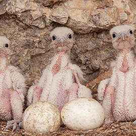 Hatchlings by Kent Keller
