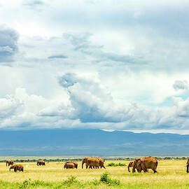 Heading Out In Amboseli-001-C by David Allen Pierson